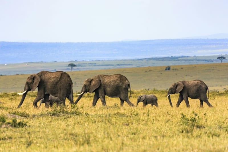6-Day Tanzania Premier Luxury Safari